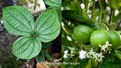 Tumbuhan beracun