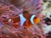 anemonefish 1496866 1280 e1741615287610