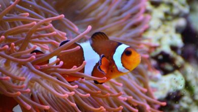 anemonefish 1496866 1280 e1741615287610