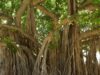 banyan tree 1049021 1280 e1742735328933