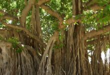 banyan tree 1049021 1280 e1742735328933