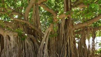 banyan tree 1049021 1280 e1742735328933