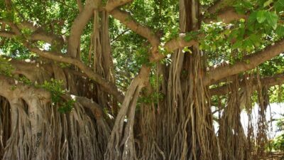 banyan tree 1049021 1280 e1742735328933
