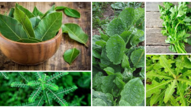 daun untuk asam urat