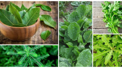 daun untuk asam urat