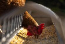 hen 5642953 1280 e1742982884782