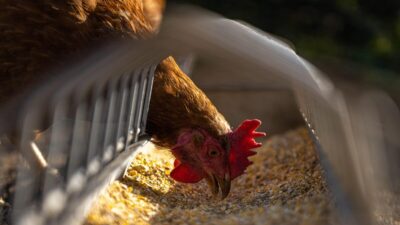 hen 5642953 1280 e1742982884782