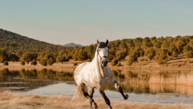 5 Fakta Unik Hewan, Bisa Menjadi Inspirasi Terhadap Ilmu Pengetahuan! 20 horse 6276602 1280 e1741847742325