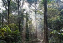 rainforest 4350845 1280 e1740838184583