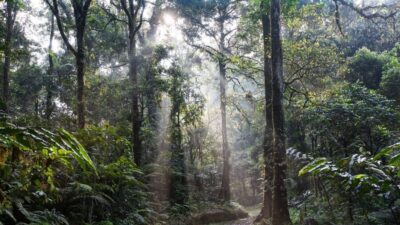 rainforest 4350845 1280 e1740838184583