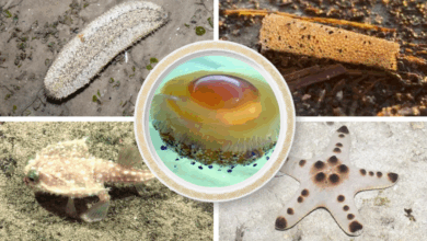 Hewan laut yang namanya mirip dengan makanan