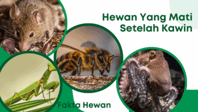 Hewan yang mati setelah kawin