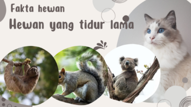 Hewan yang tidur lama