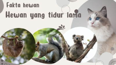 Hewan yang tidur lama