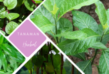 Tanaman herbal