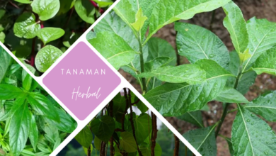 Tanaman herbal