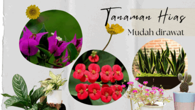 Tanaman hias mudah dirawat