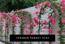 tanaman rambat hias