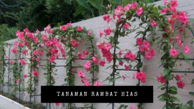 tanaman rambat hias