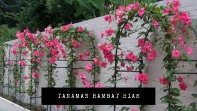 tanaman rambat hias