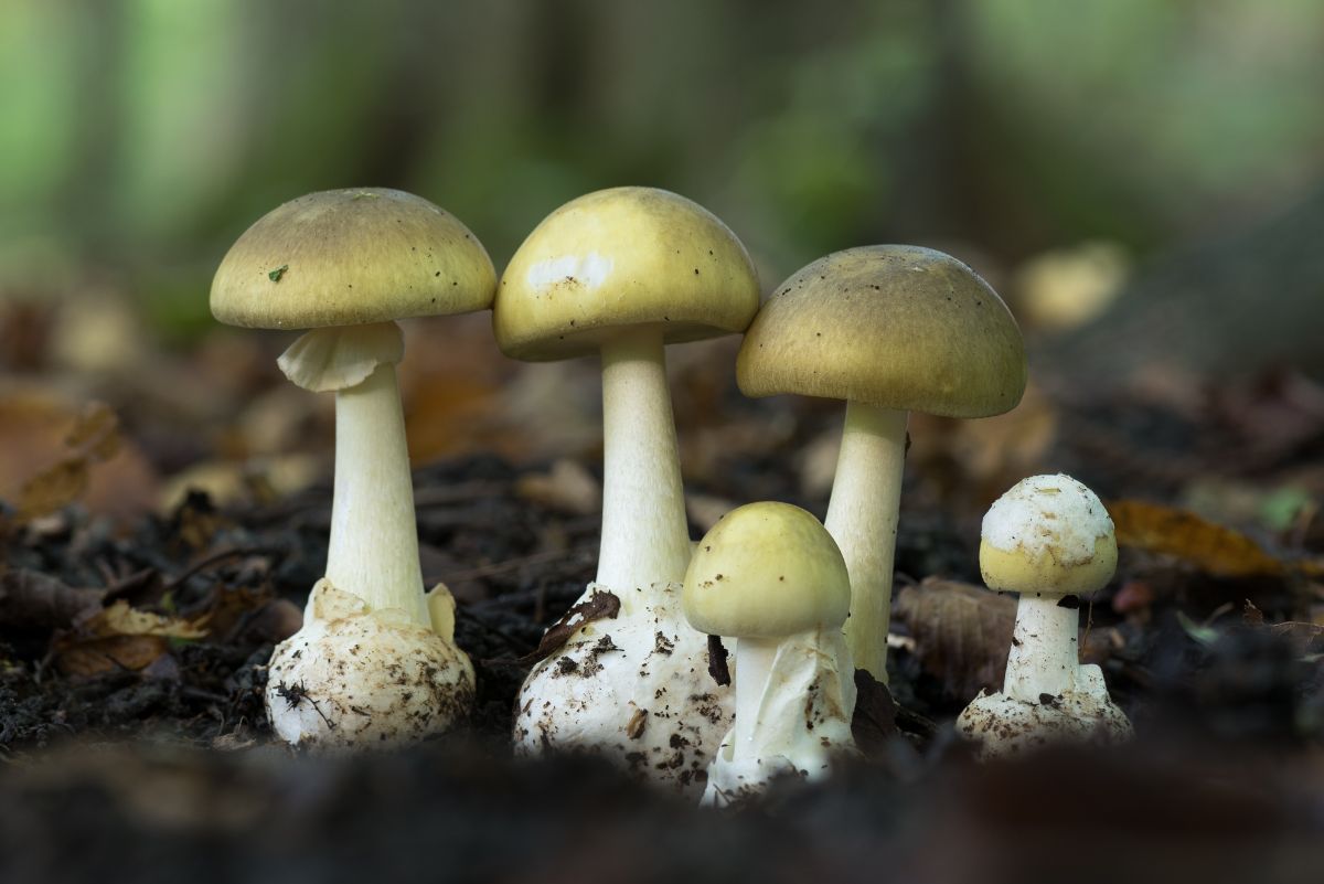 4 Jamur Paling Beracun di Dunia, Sangat Patut Diwaspadai! 4 1 death cap