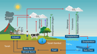 Daur Biogeokimia