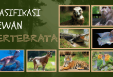 Hewan vertebrata 1