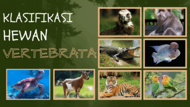 Hewan vertebrata 1