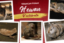 Hewan vertebrata yang terancam punah