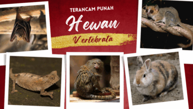 Hewan vertebrata yang terancam punah
