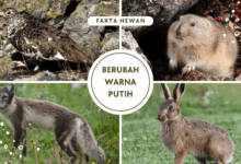 Hewan yang berubah warna menjadi putih ketika musim dinngin