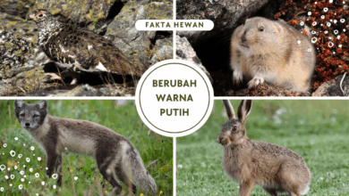 Hewan yang berubah warna menjadi putih ketika musim dinngin