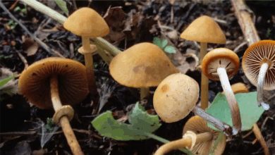 Jamur paling beracun