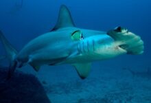 4 Hewan Laut Diambang Kepunahan, Salah Satunya Tersisa Sepuluh Ekor Saja! 8 SphyrnaLewiniXvic e1746976543515