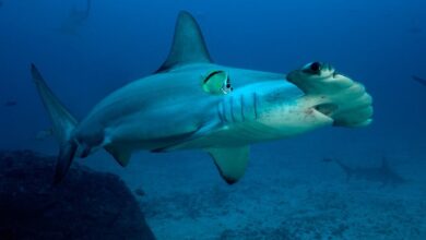 SphyrnaLewiniXvic e1746976543515