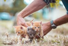 animals 4020199 1280 e1748534786355