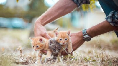 animals 4020199 1280 e1748534786355