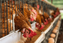 ayam petelur e1747812492972