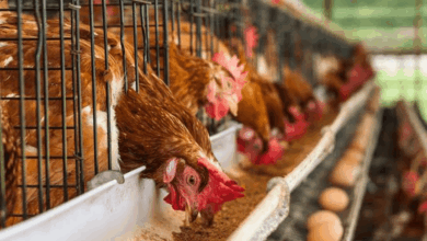 ayam petelur e1747812492972