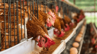 ayam petelur e1747812492972