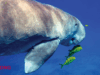 dugong