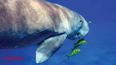 dugong