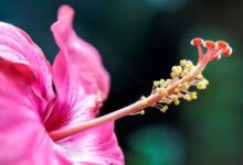 flower 7852094 1280 e1748400836419