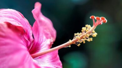 flower 7852094 1280 e1748400836419