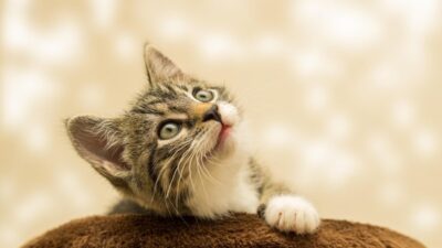 kitten 4611189 1280 e1748242235559