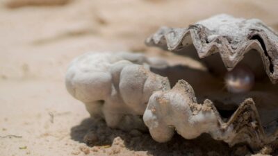 shell 1972980 1280 e1746456625960