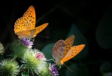 silvery mother of pearl butterfly 877121 1280 e1747711104999