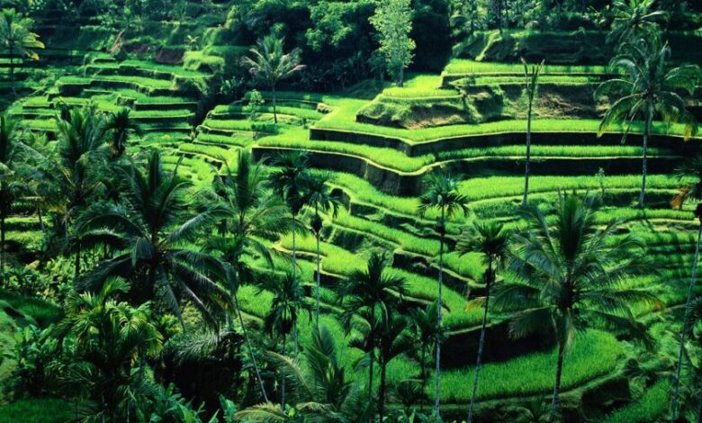 1467a700 7195 4ca5 9ac4 c34ac49e6650 e1751258380794