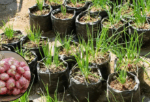 Bawang merah di polybag