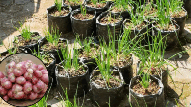 Bawang merah di polybag